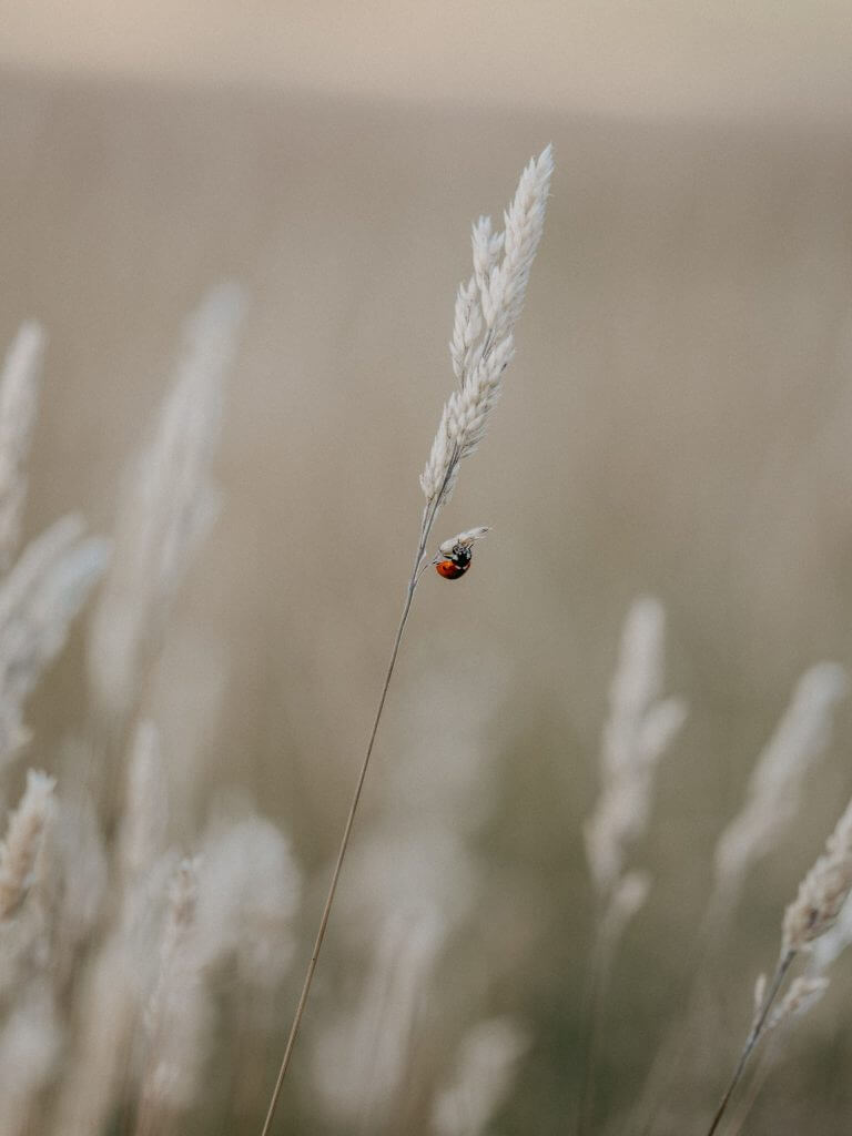 coccinelle sur un épis de blé