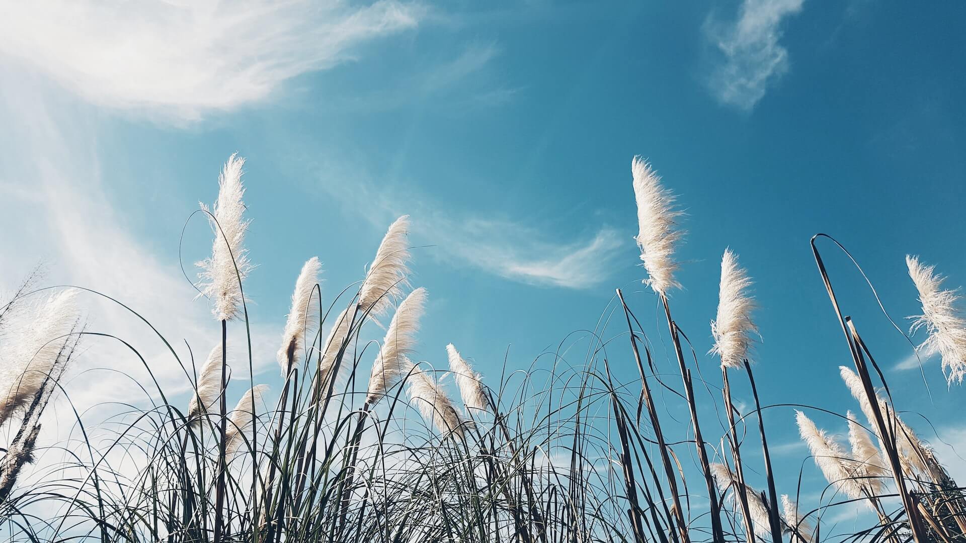 fleurs de pampa et ciel bleu